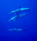 foto_tema6.gif (9457 bytes)